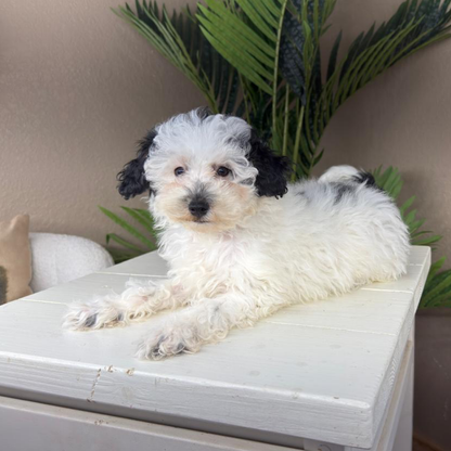 Micro-Bernedoodles