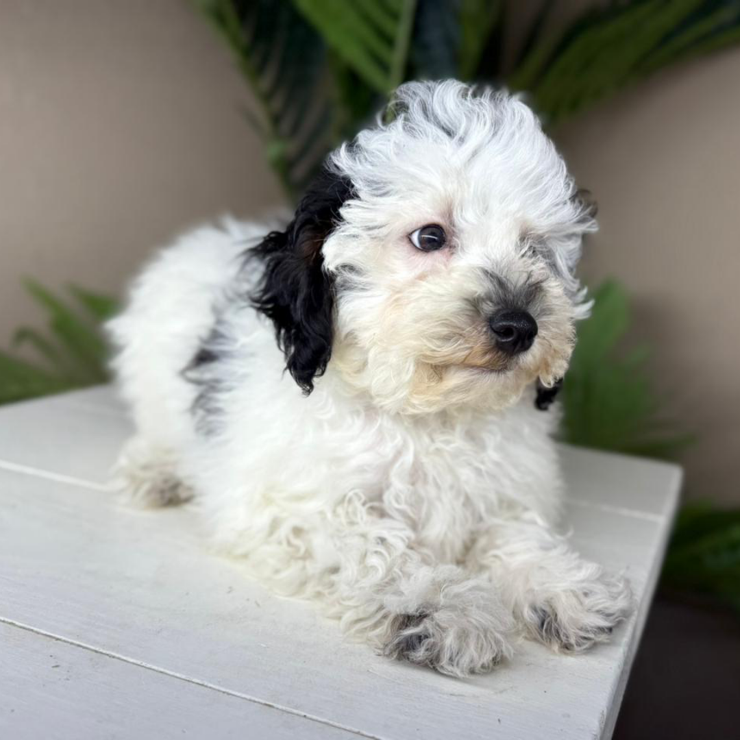 Micro-Bernedoodles