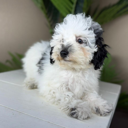 Micro-Bernedoodles