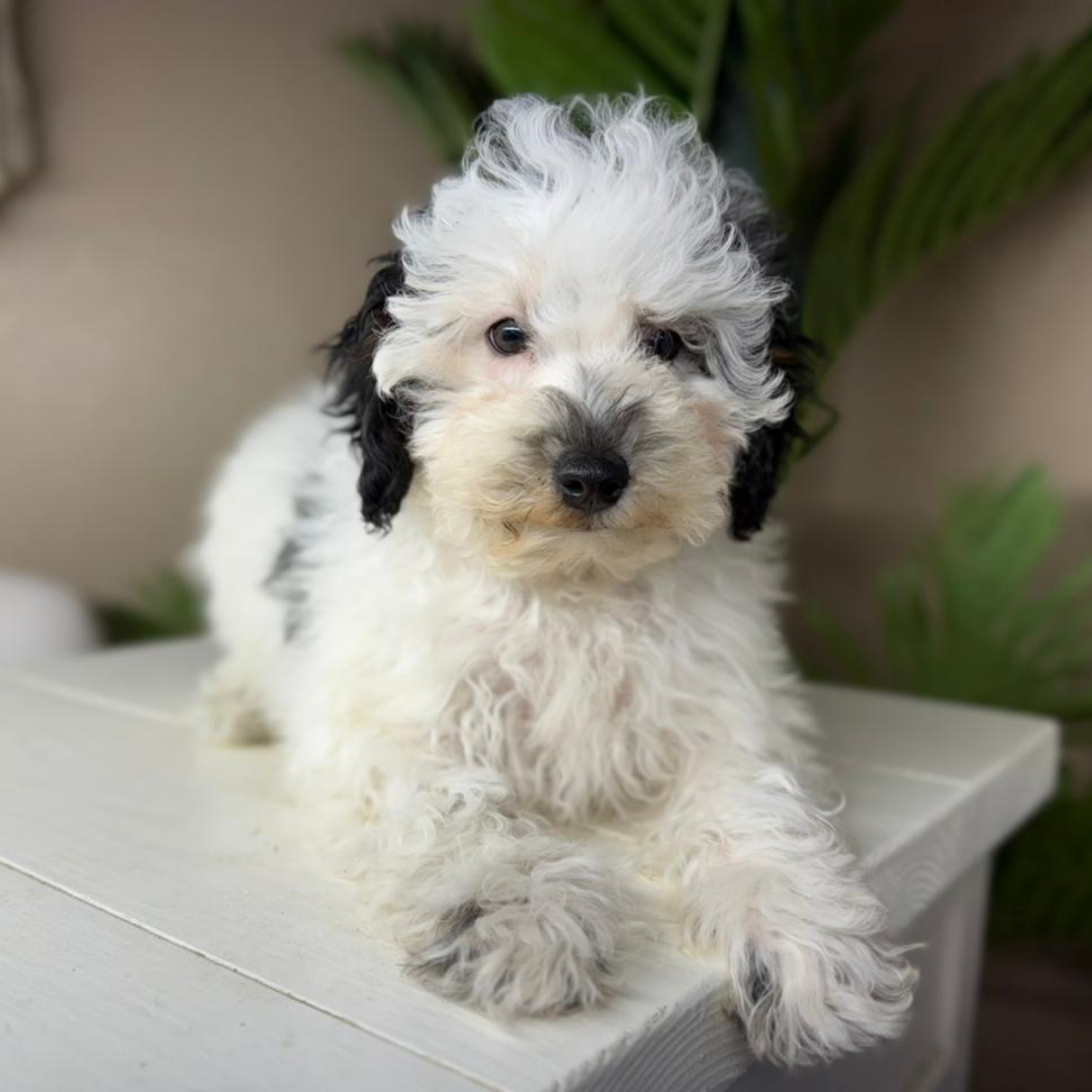 Micro-Bernedoodles