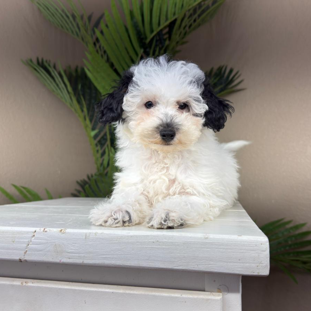 Micro-Bernedoodles