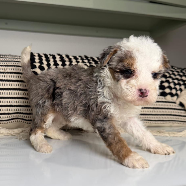 Merle-Bernedoodle