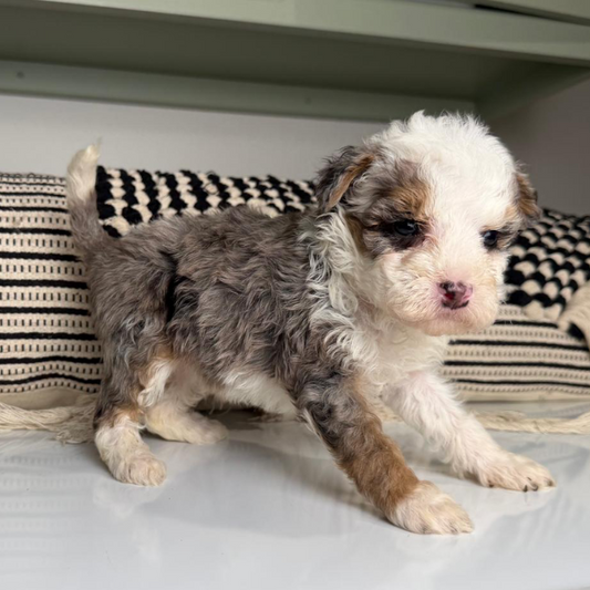 Merle-Bernedoodle