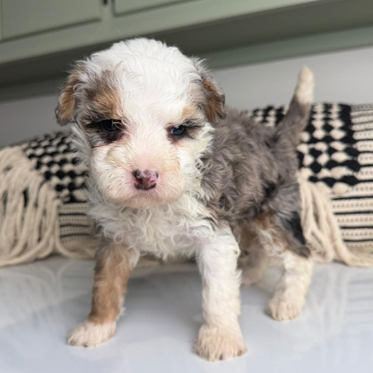 Merle-Bernedoodle