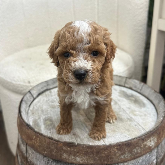 Micro-Goldendoodle-Puppy