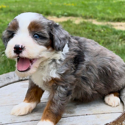 Merle-Bernedoodle