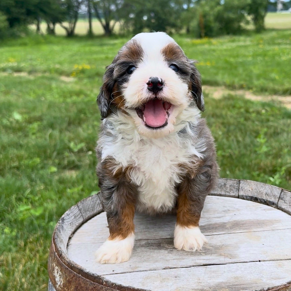 Merle-Bernedoodle
