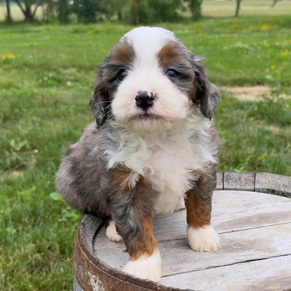 Merle-Bernedoodle