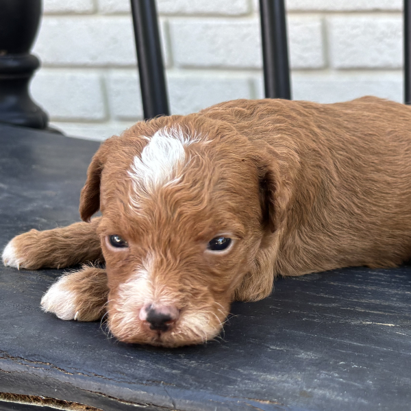 Best-Goldendoodle-Breeder
