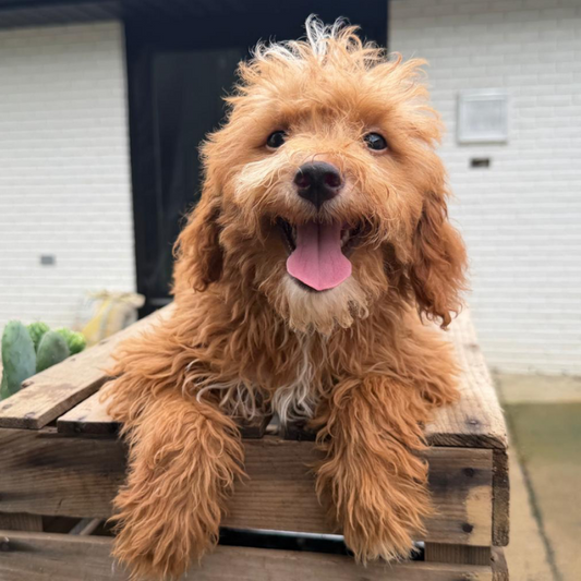 Goldendoodle-Puppy