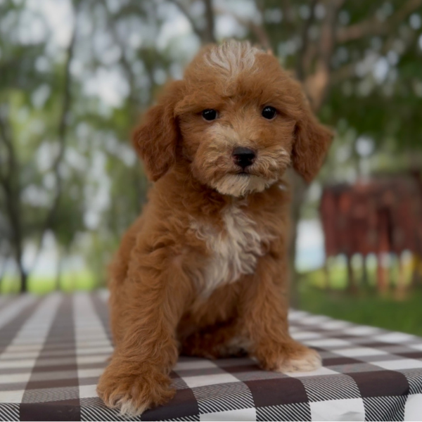 Micro-Goldendoodles