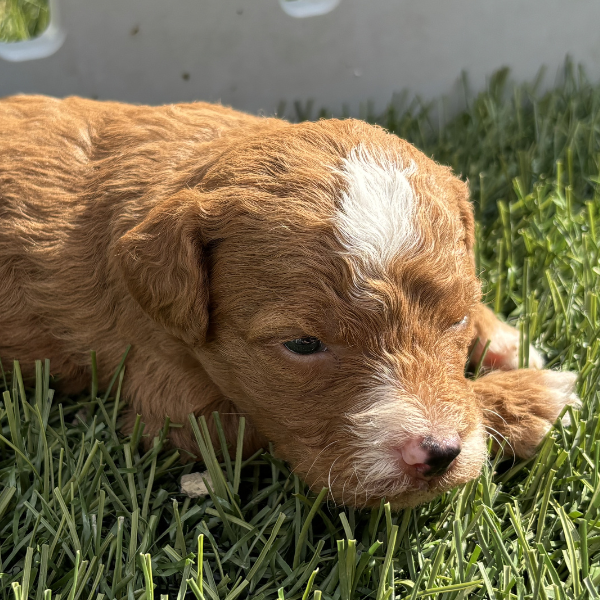 Best-Goldendoodle-Breeder