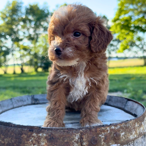 Micro-Goldendoodle