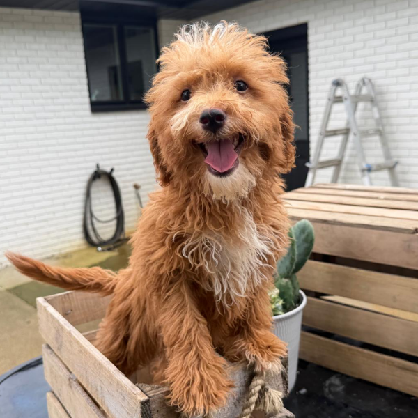 Goldendoodle-Puppy