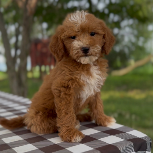 Micro-Goldendoodles