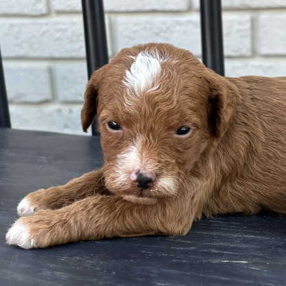 Best-Goldendoodle-Breeder