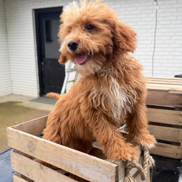 Goldendoodle-Puppy