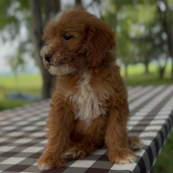 Micro-Goldendoodles