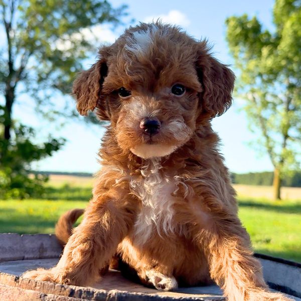 Micro-Goldendoodle