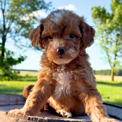 Micro-Goldendoodle