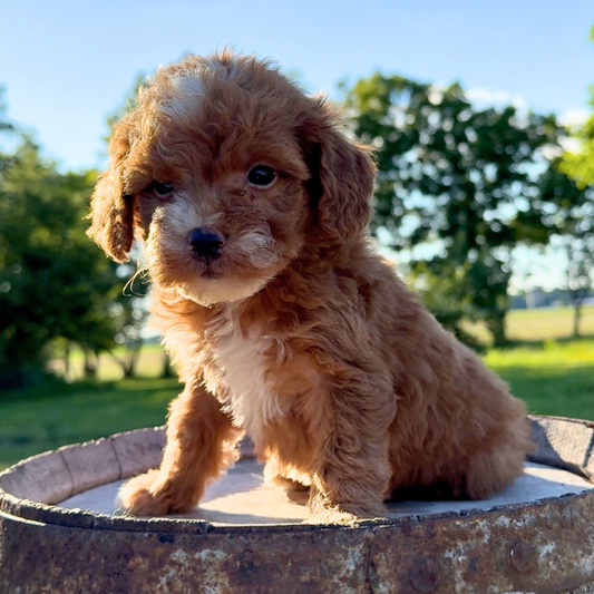 Micro-Goldendoodle