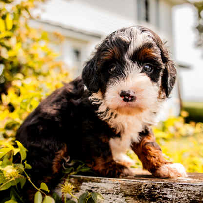 Tricolor-Bernedoodle