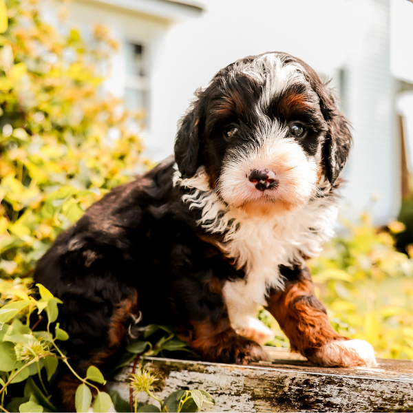 Tricolor-Bernedoodle
