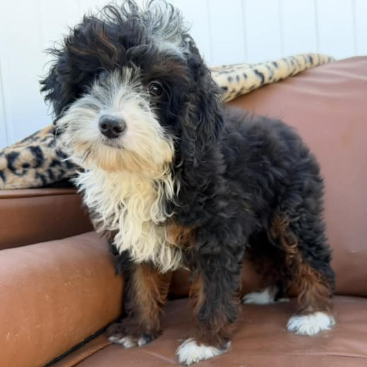 Micro-Bernedoodle