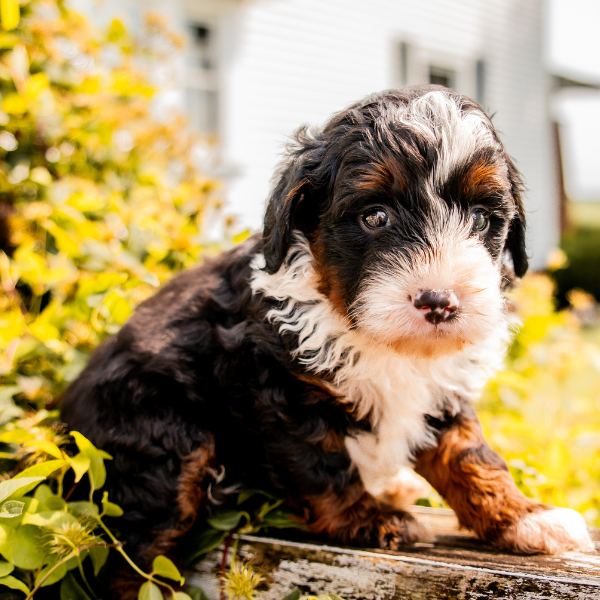 Tricolor-Bernedoodle