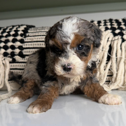 Multigen-Bernedoodle