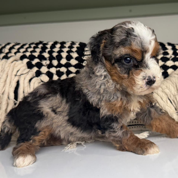 Multigen-Bernedoodle