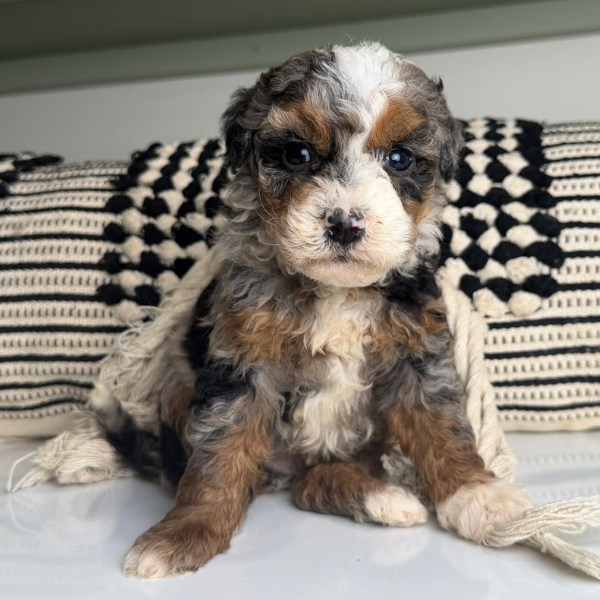 Multigen-Bernedoodle