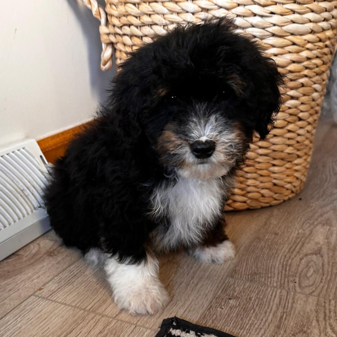 Micro-Bernedoodle-Puppies