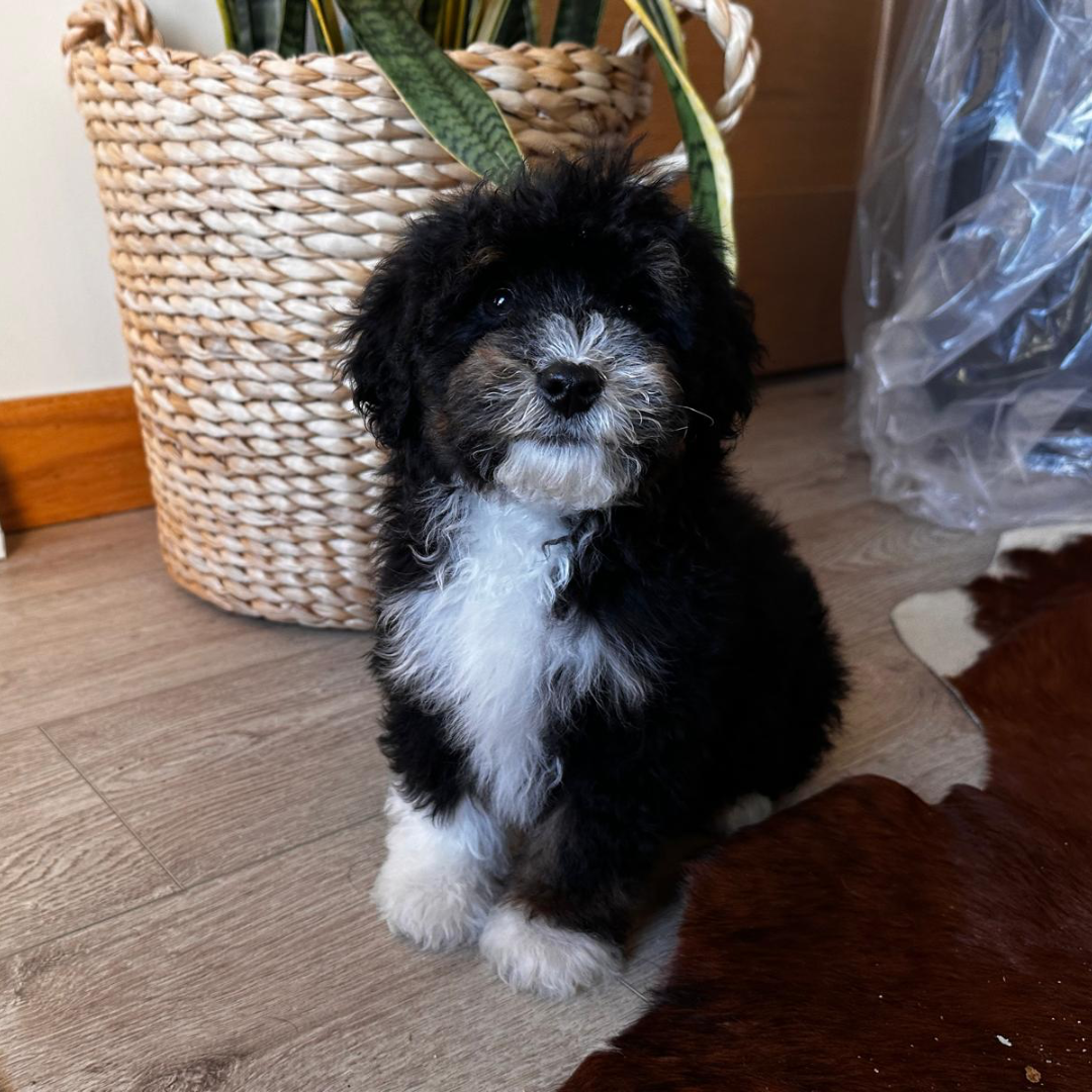 Micro-Bernedoodle-Puppies