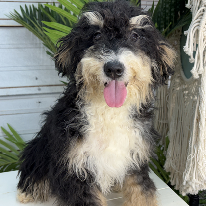 Tri-Color-Bernedoodle