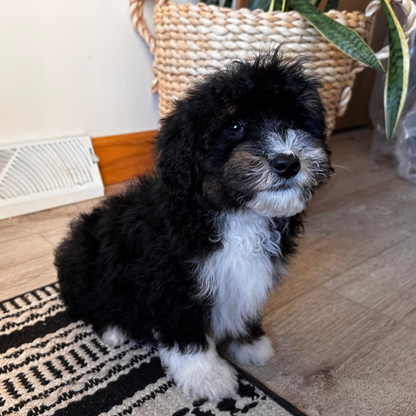 Micro-Bernedoodle-Puppies