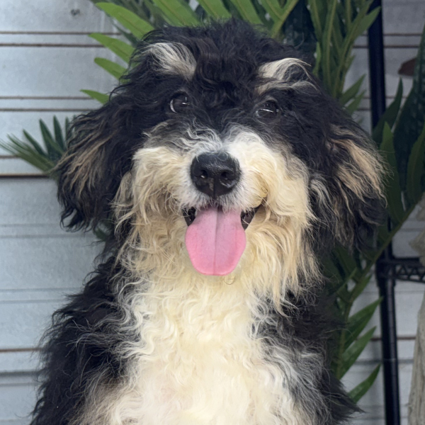 Tri-Color-Bernedoodle