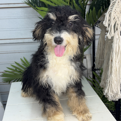 Tri-Color-Bernedoodle