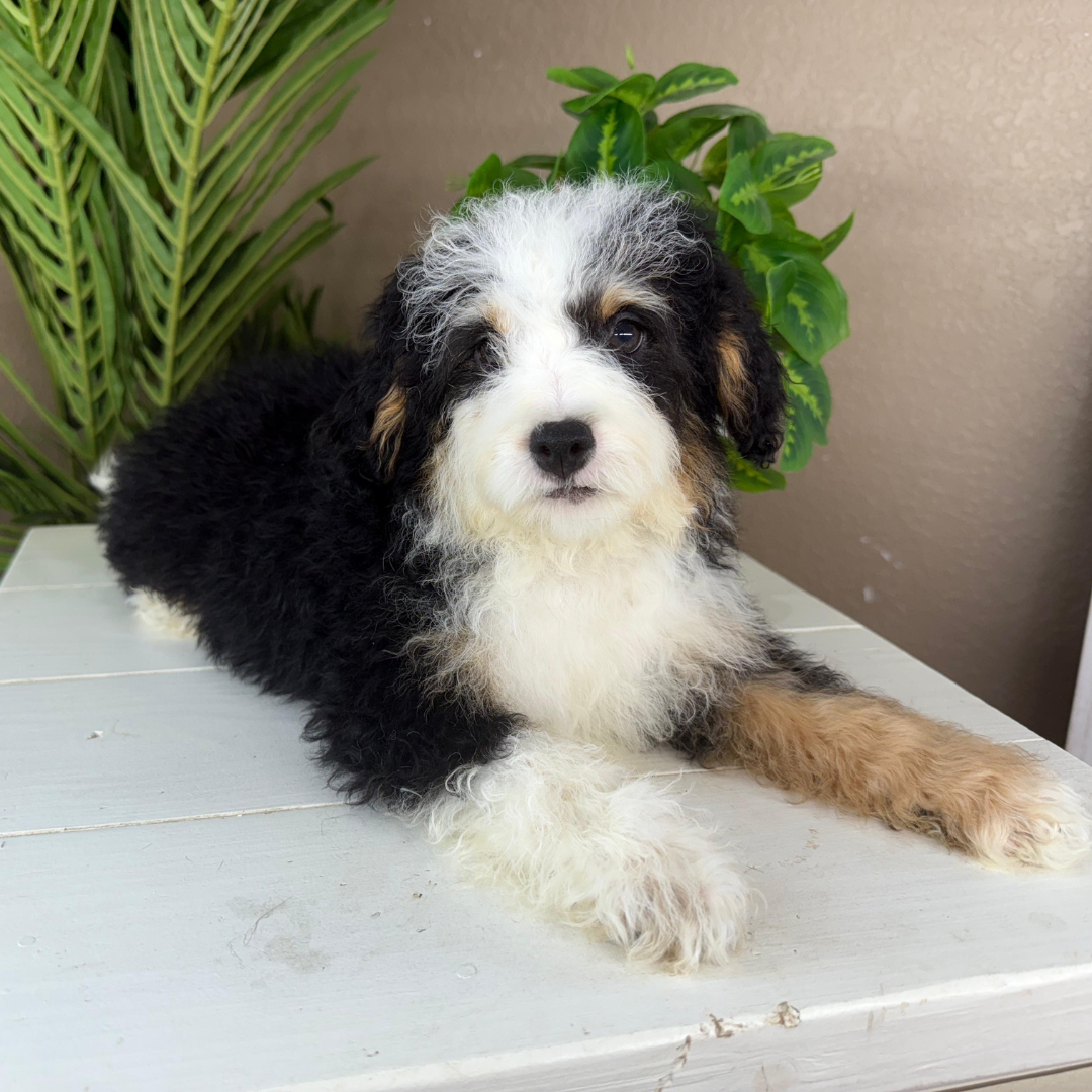 Micro-Bernedoodles