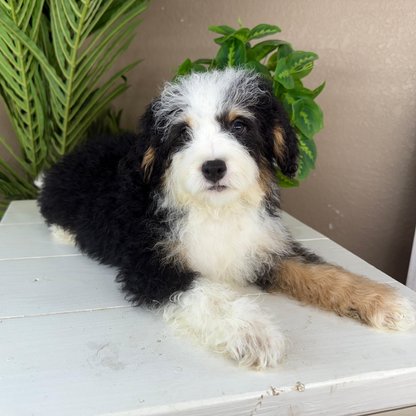 Micro-Bernedoodles