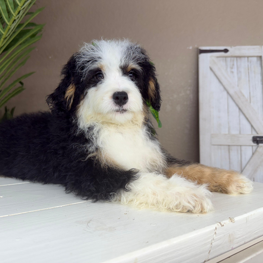 Micro-Bernedoodles