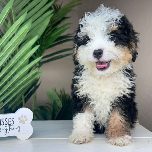 Mini-Bernedoodle-Puppy