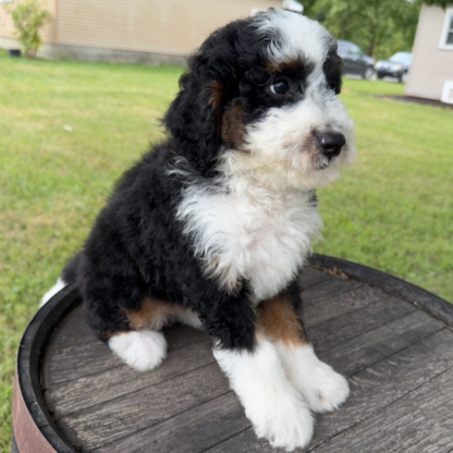 Mini-Bernedoodle-Puppy