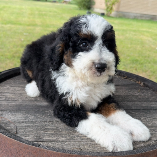 Mini-Bernedoodle-Puppy