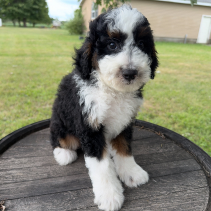 Mini-Bernedoodle-Puppy