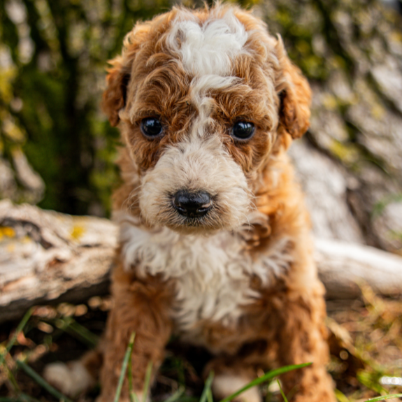 Goldendoodle-Breeder