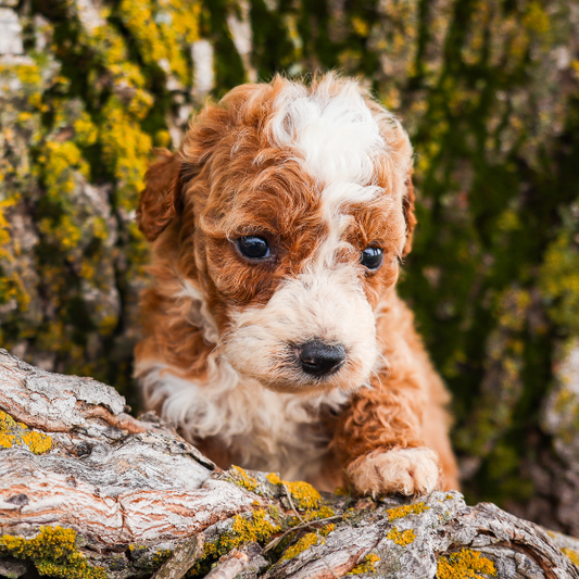 Goldendoodle-Breeder