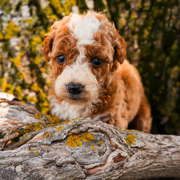 Goldendoodle-Breeder