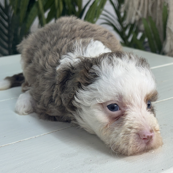 Merle-Bernedoodle-Puppy