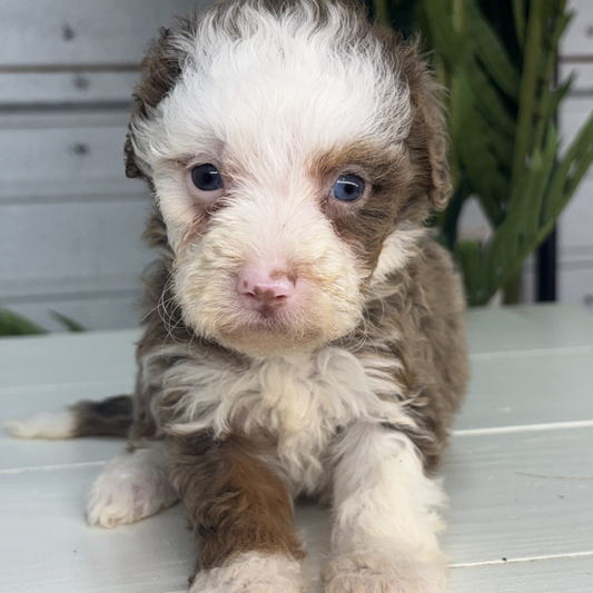 Merle-Bernedoodle-Puppy